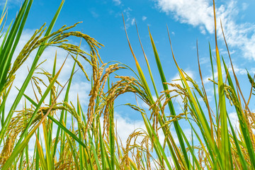 low view of paddy in field on blue sky