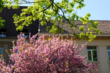 blooming sakura spring in the city under an open blue sky next to green trees and bushes