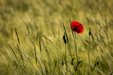 Naklejka premium Einsamer Mohn