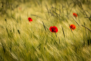 Mohn im Gerstenfeld