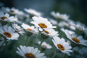 Obraz premium Ox Eye daisy, name of these flowers is Swamp chrysanthemum.Scientific name is Leucanthemum paludosum.