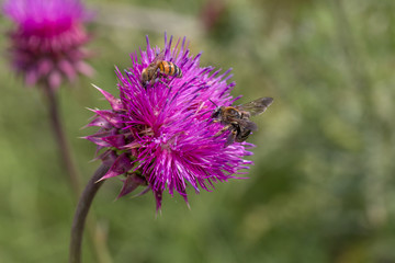 Beautiful purple thistle flower. Pink flower burdock. Burdock flower spiny close up. Flowering...