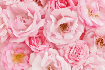 Flowers full frame close up background. beautiful pale pink roses background.Top view.