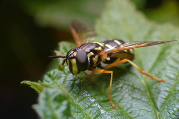 Large yellow striped fly with large faceted eyes on a green leaf. Side view. Macro photography of insects, selective focus, copy space.