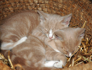 Kittens in Basket