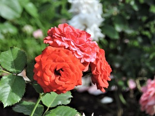 red rose in the garden