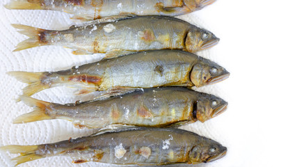 天然鮎の塩焼き