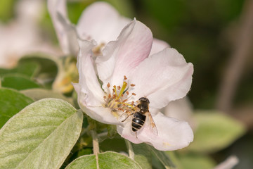 close up bumble bee on pink cosmos flower pollen background, insect in summer. Bumble bee on bright pink flower. Bee on quince flower