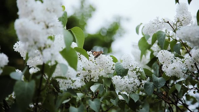 blooming lilac. butterfly on the leaves.
