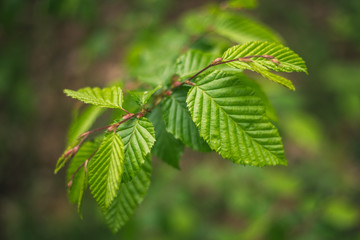 Beech, Fagus sylvatica asplenifolia, details and texture of leaves with natural background - obrazy, fototapety, plakaty