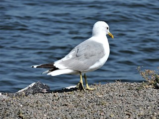 seagull on the beach