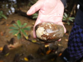 Okinawa,Japan-June 2, 2019: Geloina erosa or Yaeyama Hirugi Shijimi in mangrove forests along Miyara river in Ishigaki, Okinawa