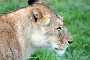 blond lion and lioness (South Africa)
