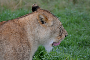 blond lion and lioness (South Africa)
