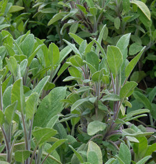 Sage - culinary herb
