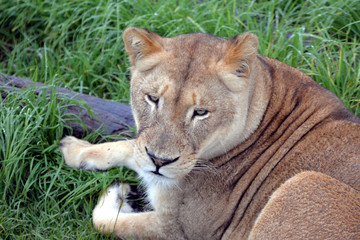 blond lion and lioness (South Africa)
