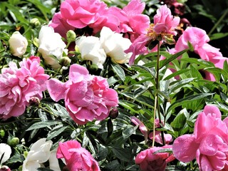 bouquet of pink and white peonies