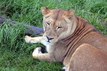 blond lion and lioness (South Africa)