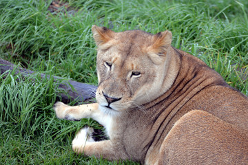 Fototapeta na wymiar blond lion and lioness (South Africa)