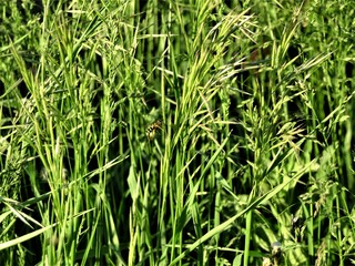 green grass in sunlight