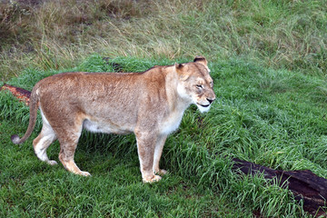blond lion and lioness (South Africa)