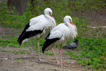 White Stork
