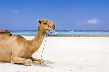 Fotobehang Camel and Diani beach seascape, Kenya © Maciej Czekajewski