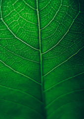 Green leaf with leaf veins