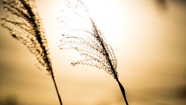靡く Images – Browse 655 Stock Photos, Vectors, and Video | Adobe Stock