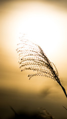 廃線の枯れたススキ