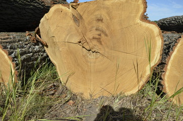 annual rings of an oak