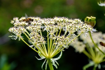 Heracleum candicans
