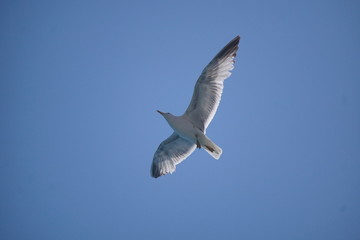 seagull