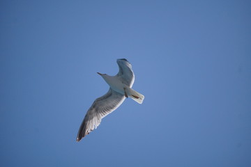 seagull