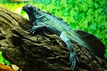 Close-up iguana on the wooden branch,zoo photo