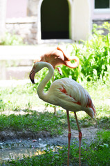 Flamingo standing ,zoo,summer photo