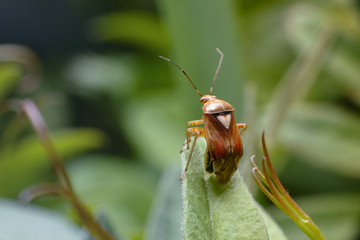 A small red-yellow beetle with a long proboscis sits on a green juicy leaf.  Rear view. Beautiful spring summer natural background with copy space. Macro photography of insects, selective focus.