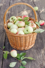 colorful garden appled in a baske    Organic Homegrown Apples With Spots
