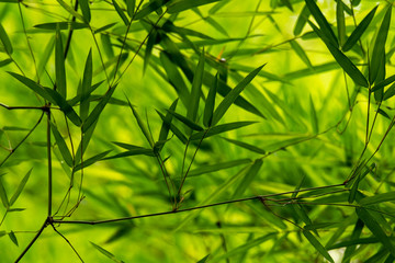 Fresh look of Thai bamboo leaves texture after raining