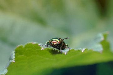 A small emerald colored bug sits on a lush green leaf. Front view. Beautiful spring summer natural background with copy space. Macro photography of insects, selective focus.