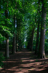 Fototapeta premium Dutch summer forest background