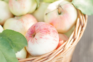 colorful garden appled in a baske    Organic Homegrown Apples With Spots