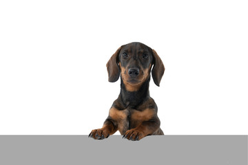 Closeup of a bi-colored black and tan wire-haired Dachshund dog isolated on a white background with a grey underground