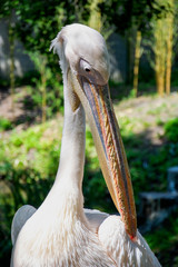 Obraz premium Pelikan