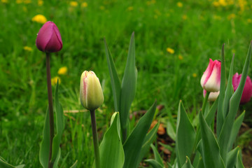 Pink tulips bloom in the garden