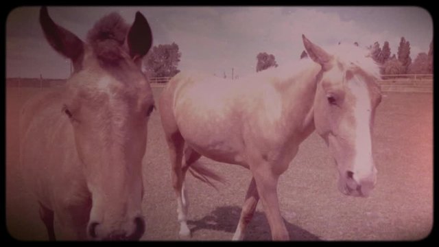 Two little horses in the pen. Brown and white young horses. Rearing horses. Horse farm. Vintage video. Archive. Old video. Family chronicle.