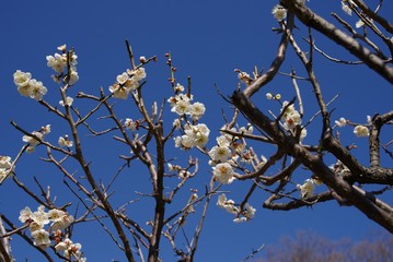 White and pink colored ume blossom （Shiraume) and blue sky