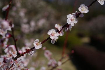 White and pink colored ume blossom （Shiraume) and blue sky