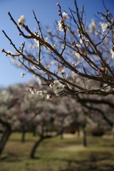 White and pink colored ume blossom （Shiraume) and blue sky