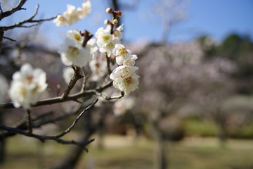White and pink colored ume blossom （Shiraume) and blue sky